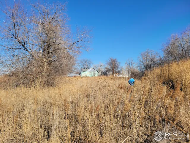 a picture of a tree in a lake