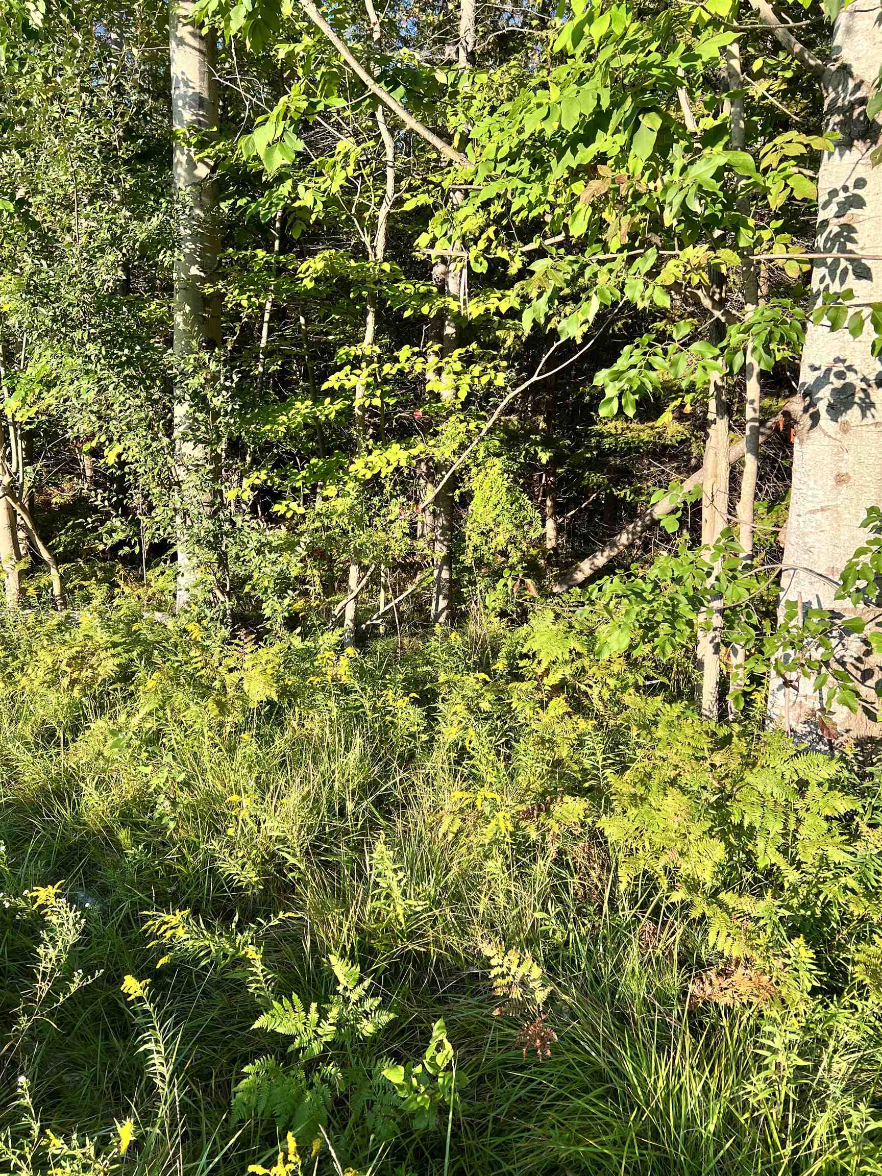 083-10 Swamp Road Beulah, MI 49617 - Photo 6 of 7