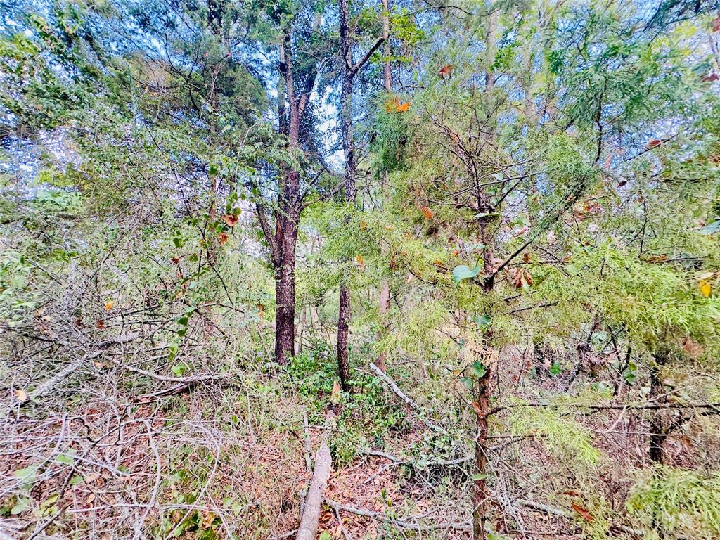 0 Apple Tree Road Gilmer, TX 75644 - Photo 5 of 34 Gallery Image 5