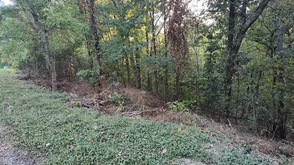 a view of a lush green forest