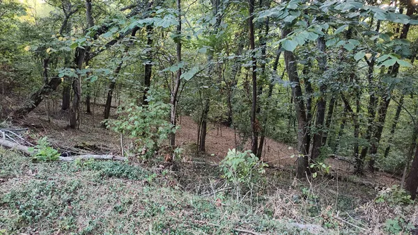 a view of a forest that has a tree