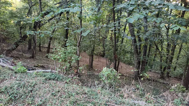 a view of a forest that has a tree