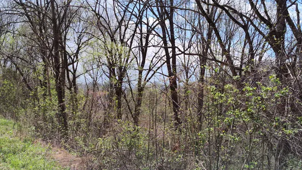 a close up of a plant