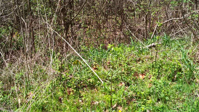 a view of a yard with plants and a bench