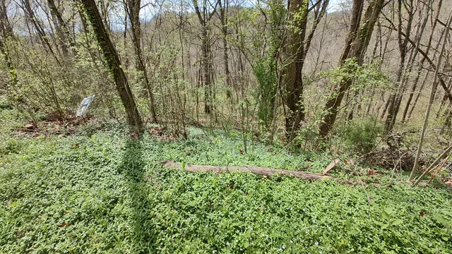 a view of a yard with a tree