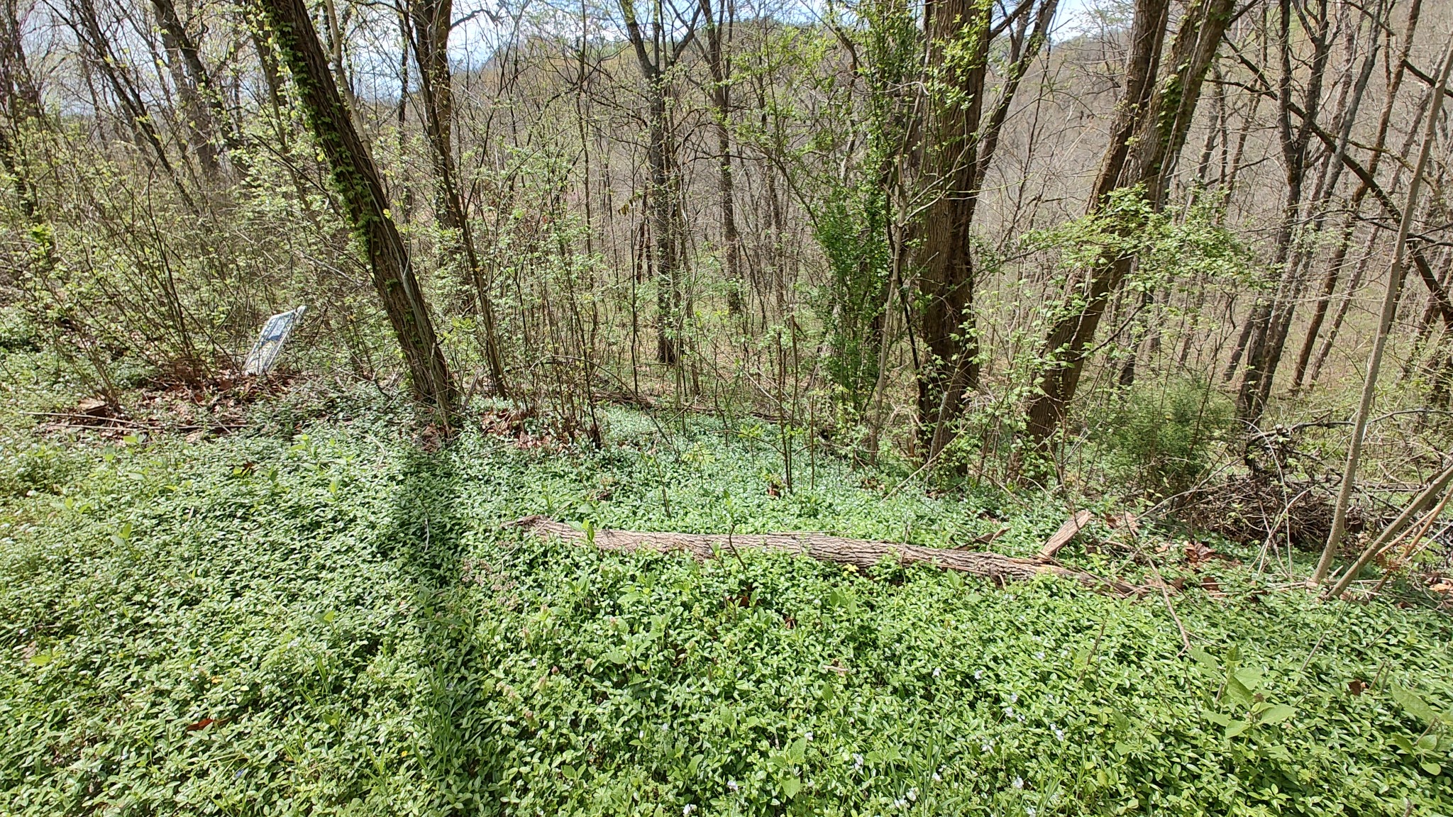 25 Harbor Pointe Drive Silver Point, TN 38582 - Photo 6 of 8 a view of a yard with plants and a bench
