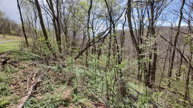 a view of a forest with trees
