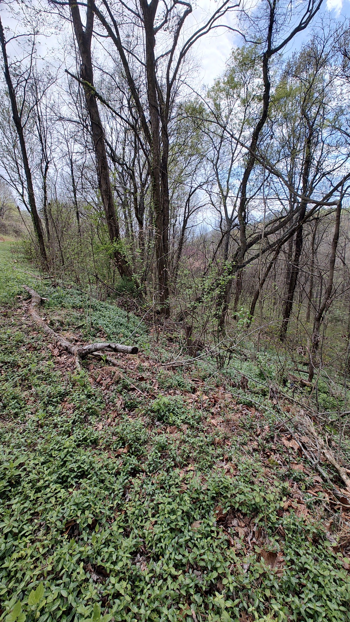 25 Harbor Pointe Drive Silver Point, TN 38582 - Photo 8 of 8 a view of a forest with trees