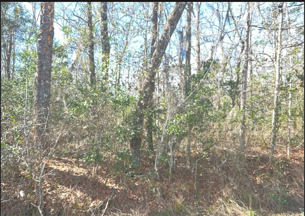 1451 Blues Reach Road Southwest Townsend, GA 31331 - Photo 2 of 3