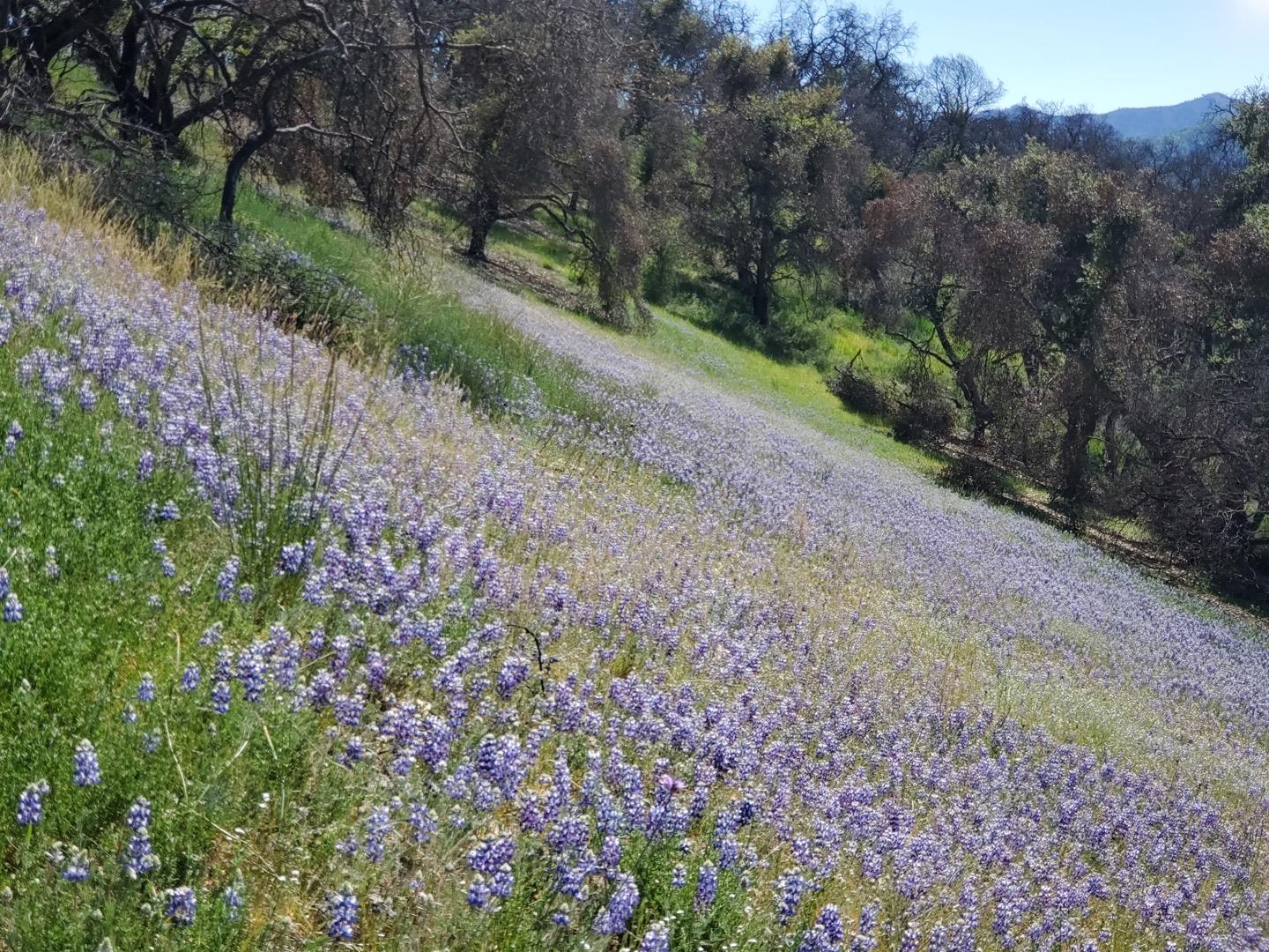 0 Cachagua Road Carmel Valley, CA 93924 - Photo 4 of 14