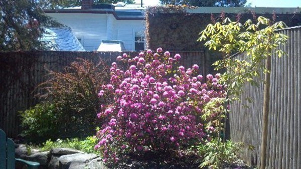 26 Grovenor Road, Unit 3 Boston, MA 02130 - Photo 10 of 12 Gallery Image 10