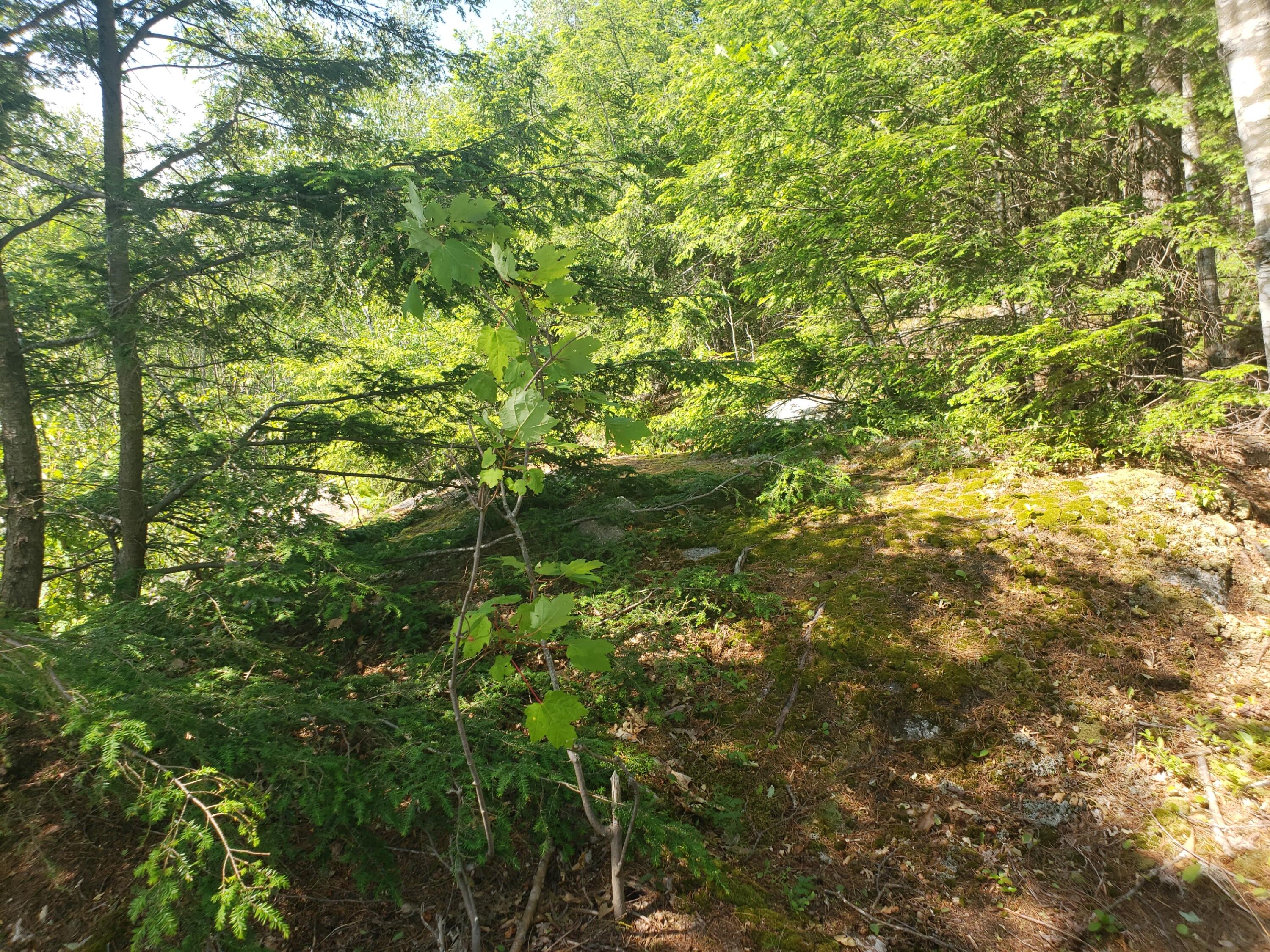 F French Hill Road Bethel, ME 04217 - Photo 16 of 18 Lot has steep