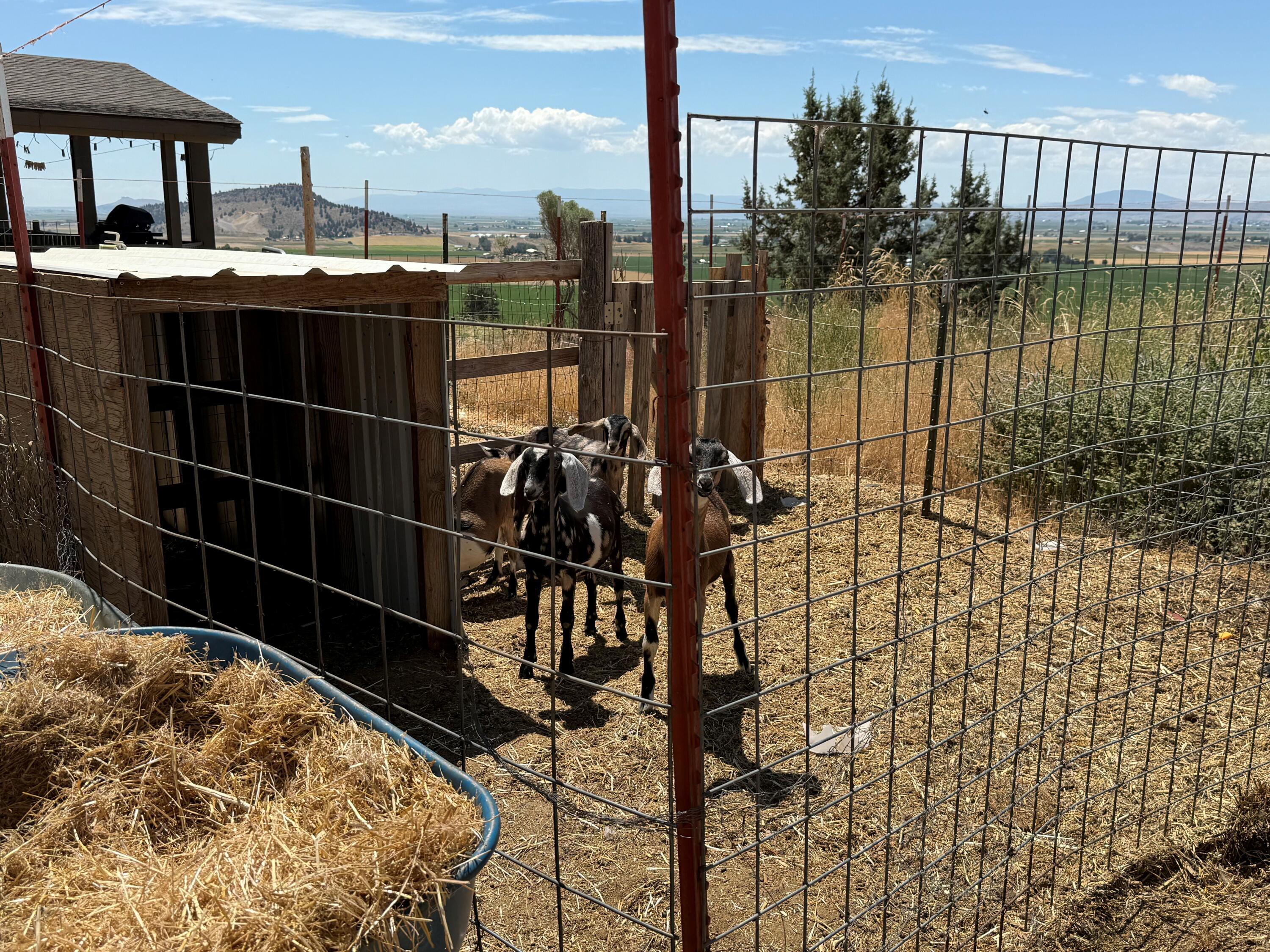 17550 Maupin Road Malin, OR 97632 - Photo 39 of 62 Pen for Goats