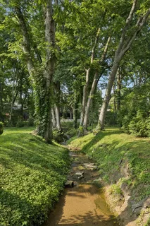 a view of a trees with a yard