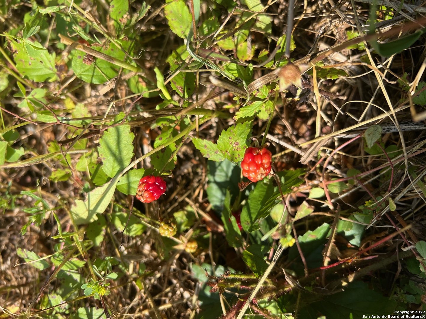 982 County Road 4500 Point, TX 75472 - Photo 6 of 7