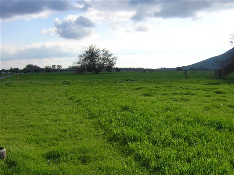 22479 East Kings Canyon Road, Unit A Reedley, CA 93654 - Photo 14 of 16 Farming fields from Kings Canyon Road