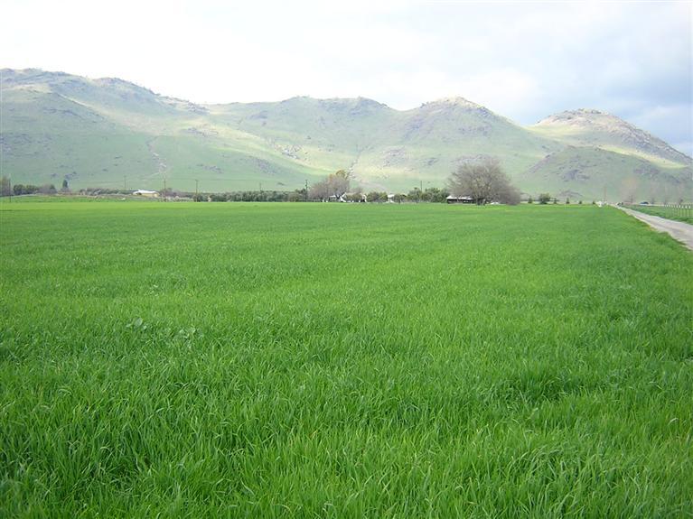 22479 East Kings Canyon Road, Unit A Reedley, CA 93654 - Photo 15 of 16 Back field looking north from the southern boundry