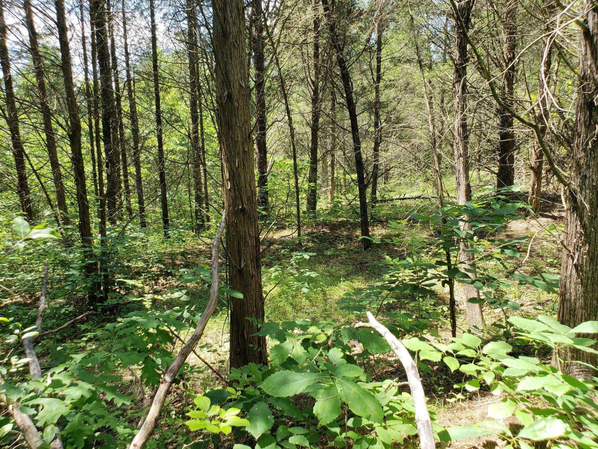 0 Barebone Road Bedford, KY 40006 - Photo 5 of 7 6
