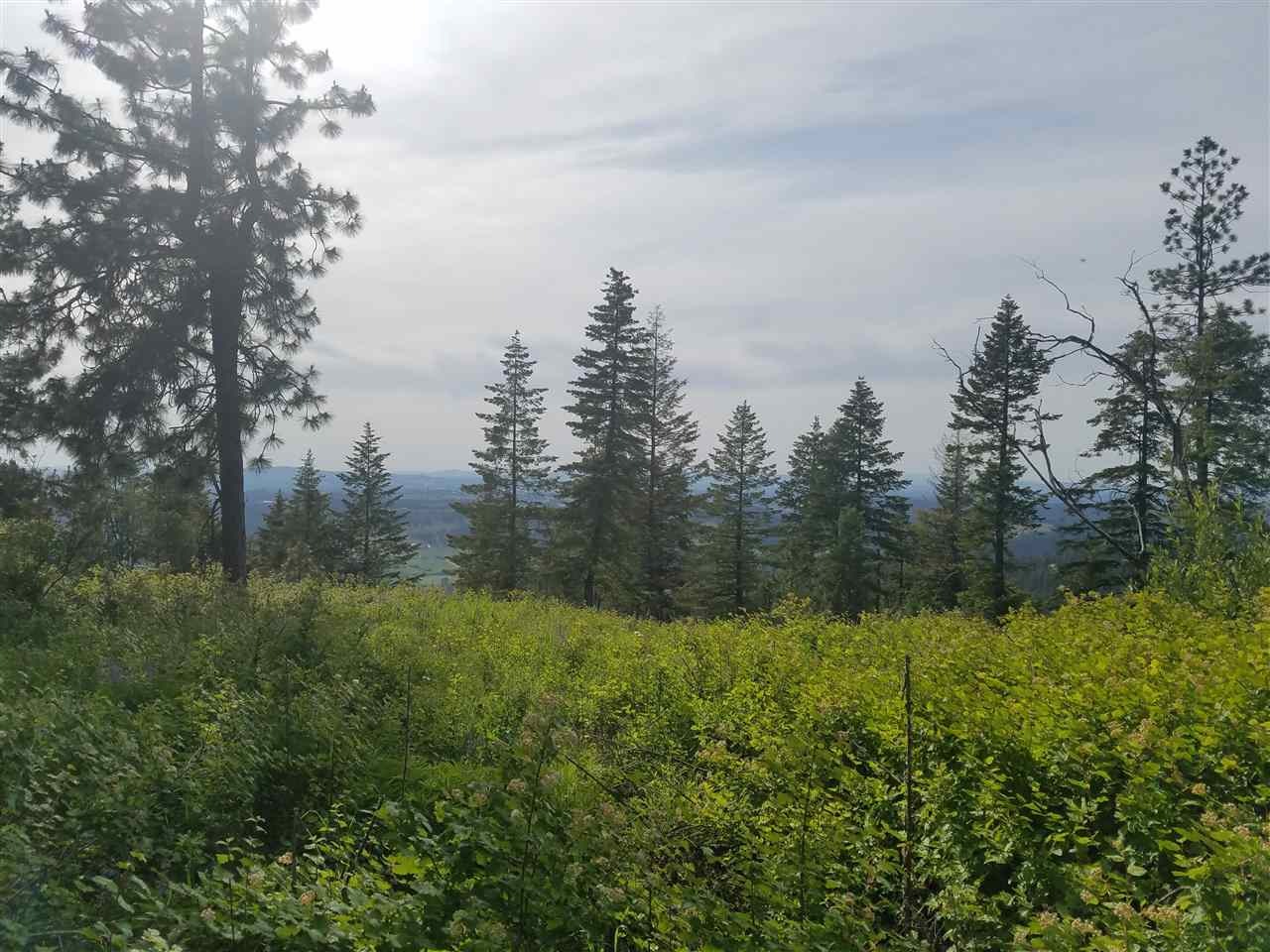 16310 North Scribner Branch Road Spokane, WA 99217 - Photo 4 of 10
