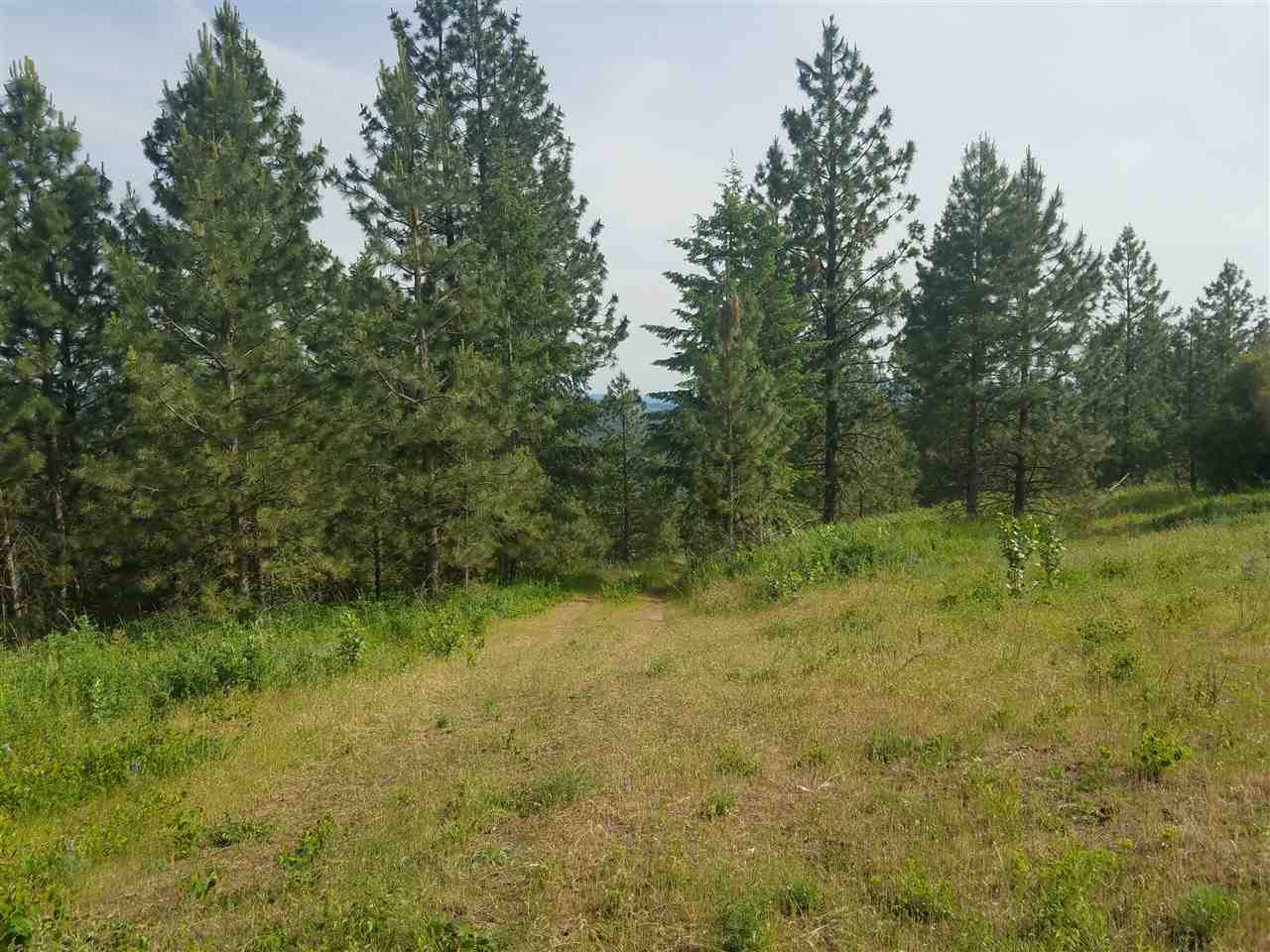 16310 North Scribner Branch Road Spokane, WA 99217 - Photo 5 of 10