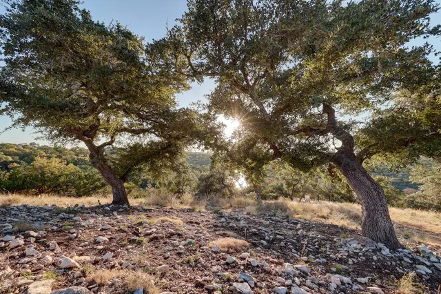 a view of a forest with a tree