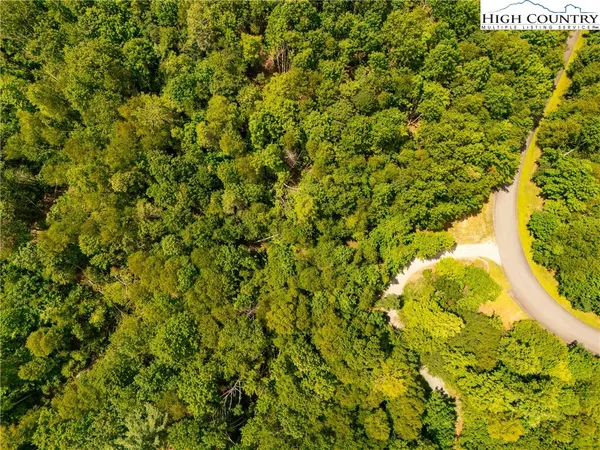 a view of a big yard with plants and large tree
