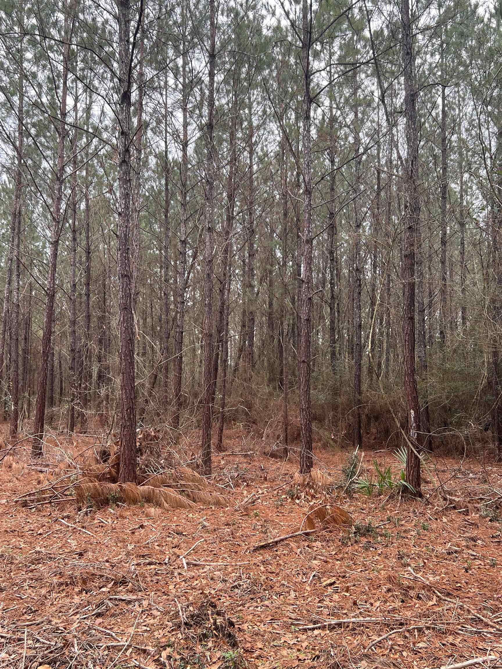 0 Hunting Club Road Seminole, AL 36574 - Photo 2 of 4