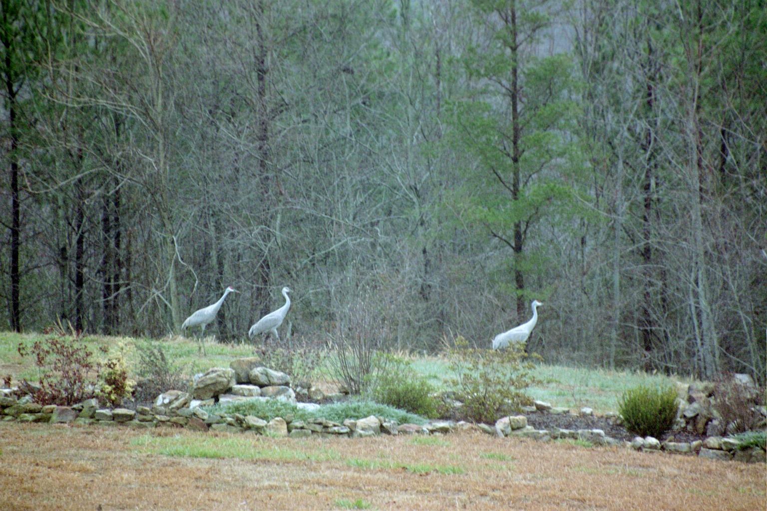 583 Hawksview Road Dayton, TN 37321 - Photo 40 of 40 Sandhill Crane - Animal Visitors