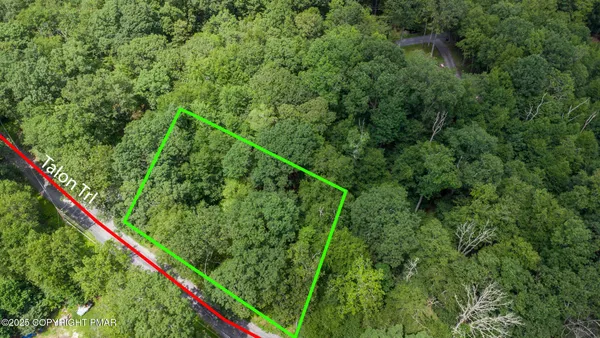 a view of a lush green forest with lots of trees
