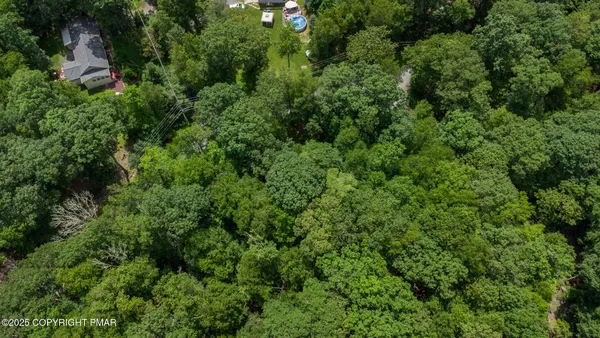 a view of a lush green forest with lawn chairs and plants