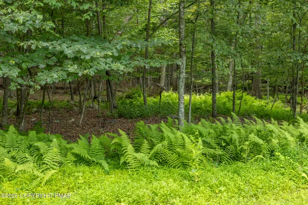 a view of a lush green forest