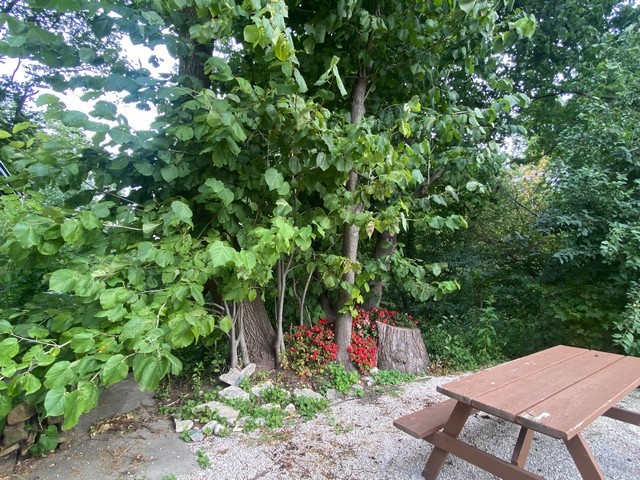 141 South Lakeshore Drive, Unit B1 Racine, WI 53403 - Photo 5 of 26 a view of a backyard with plants and a backyard