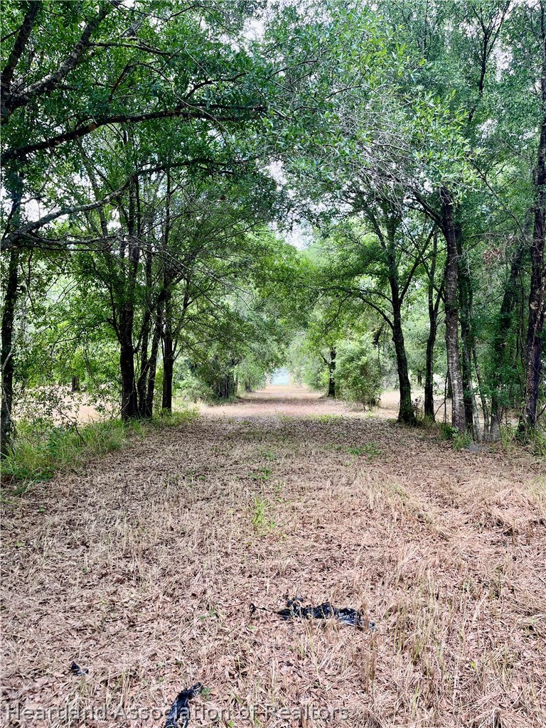 1298 Old Bradenton Road Wauchula, FL 33873 - Photo 5 of 7 a view of a forest with trees in the background
