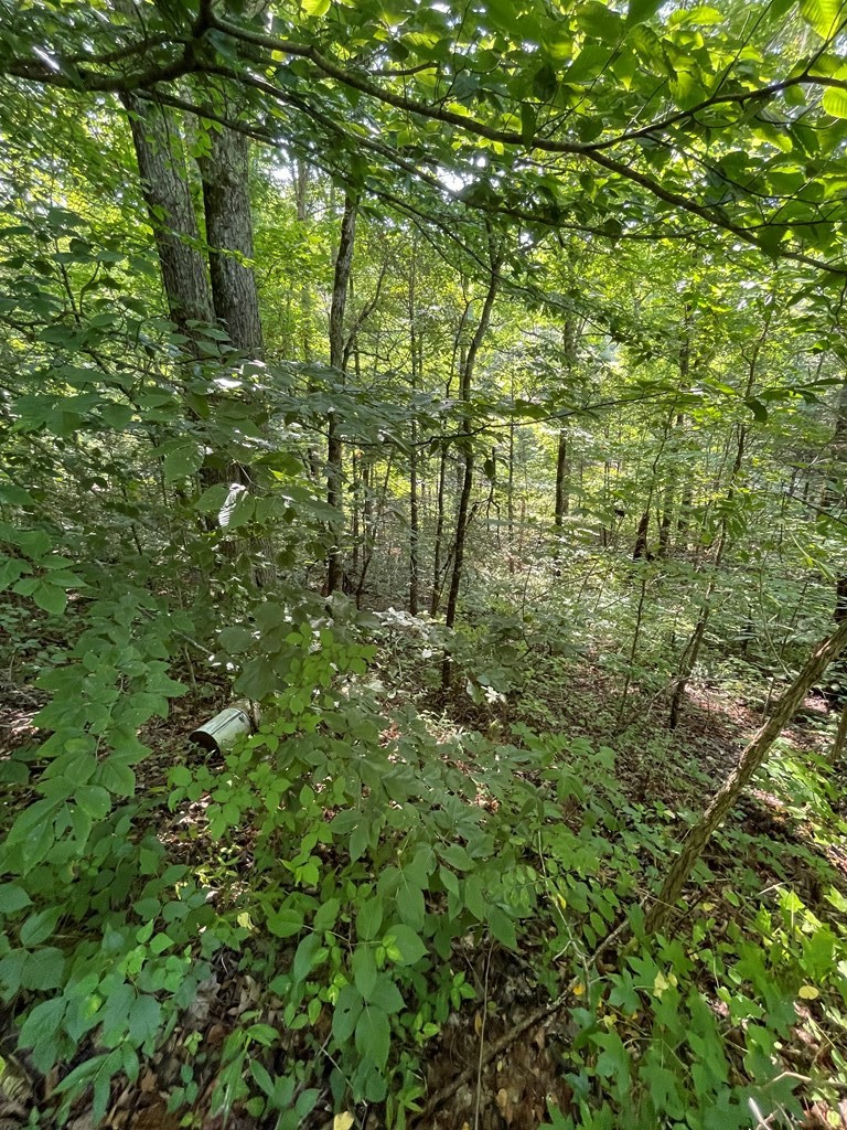 14 Alpine Drive Sevierville, TN 37876 - Photo 6 of 12