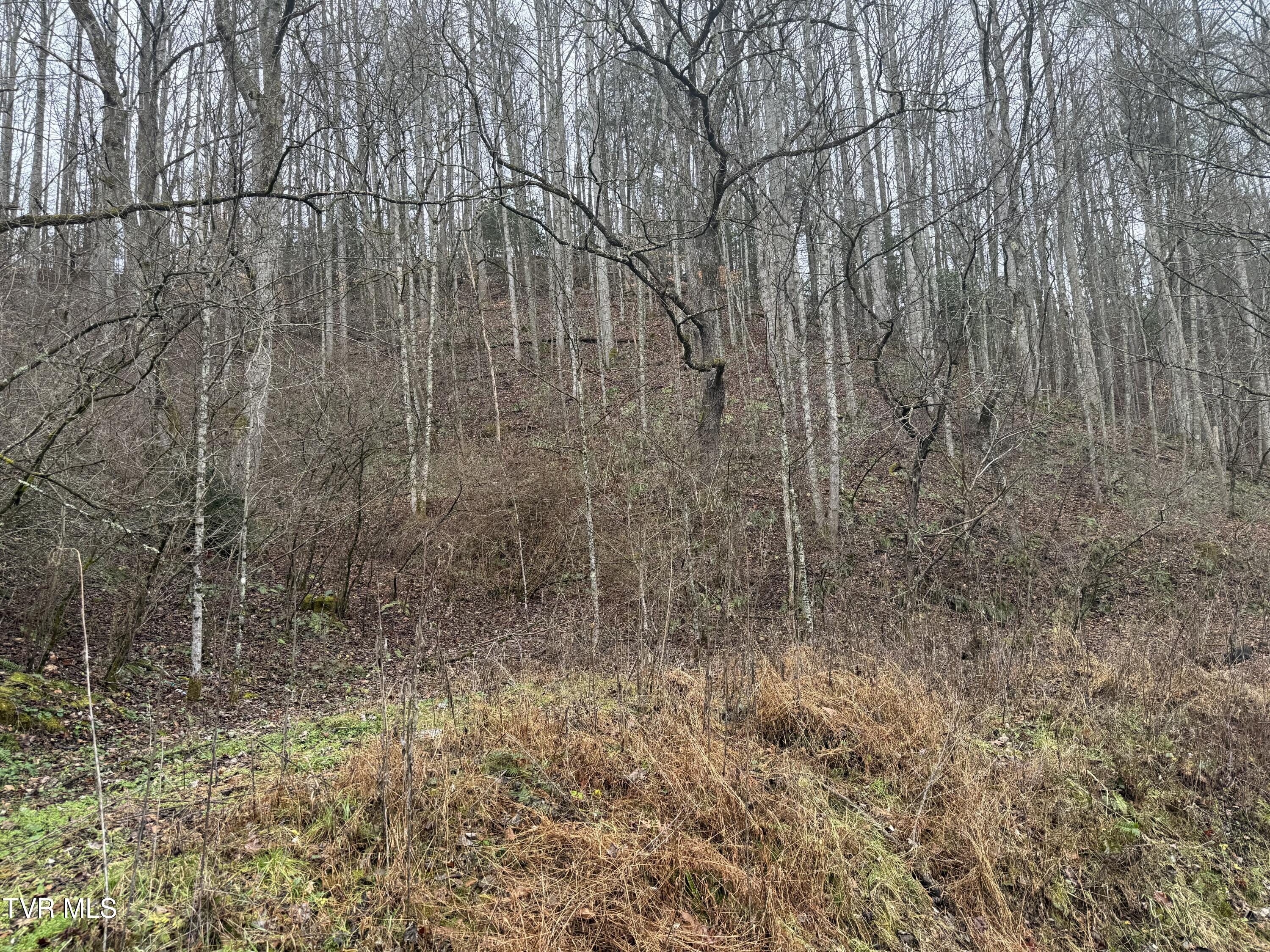 Tbd Tiger Creek Road Roan Mountain, TN 37687 - Photo 5 of 8 Photo Dec 17 2024, 1 49 26 PM - Copy