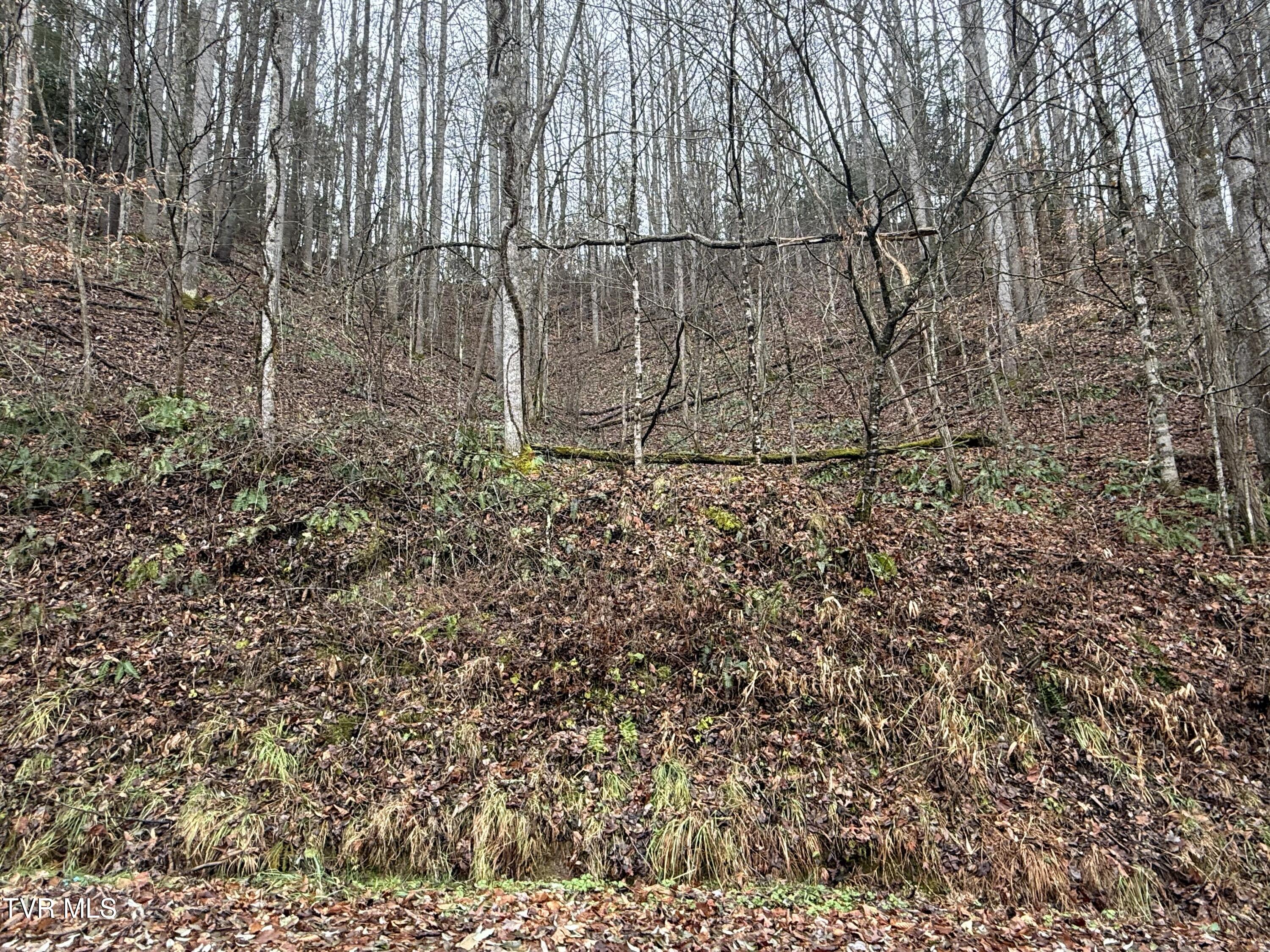 Tbd Tiger Creek Road Roan Mountain, TN 37687 - Photo 6 of 8 Photo Dec 17 2024, 1 50 26 PM - Copy