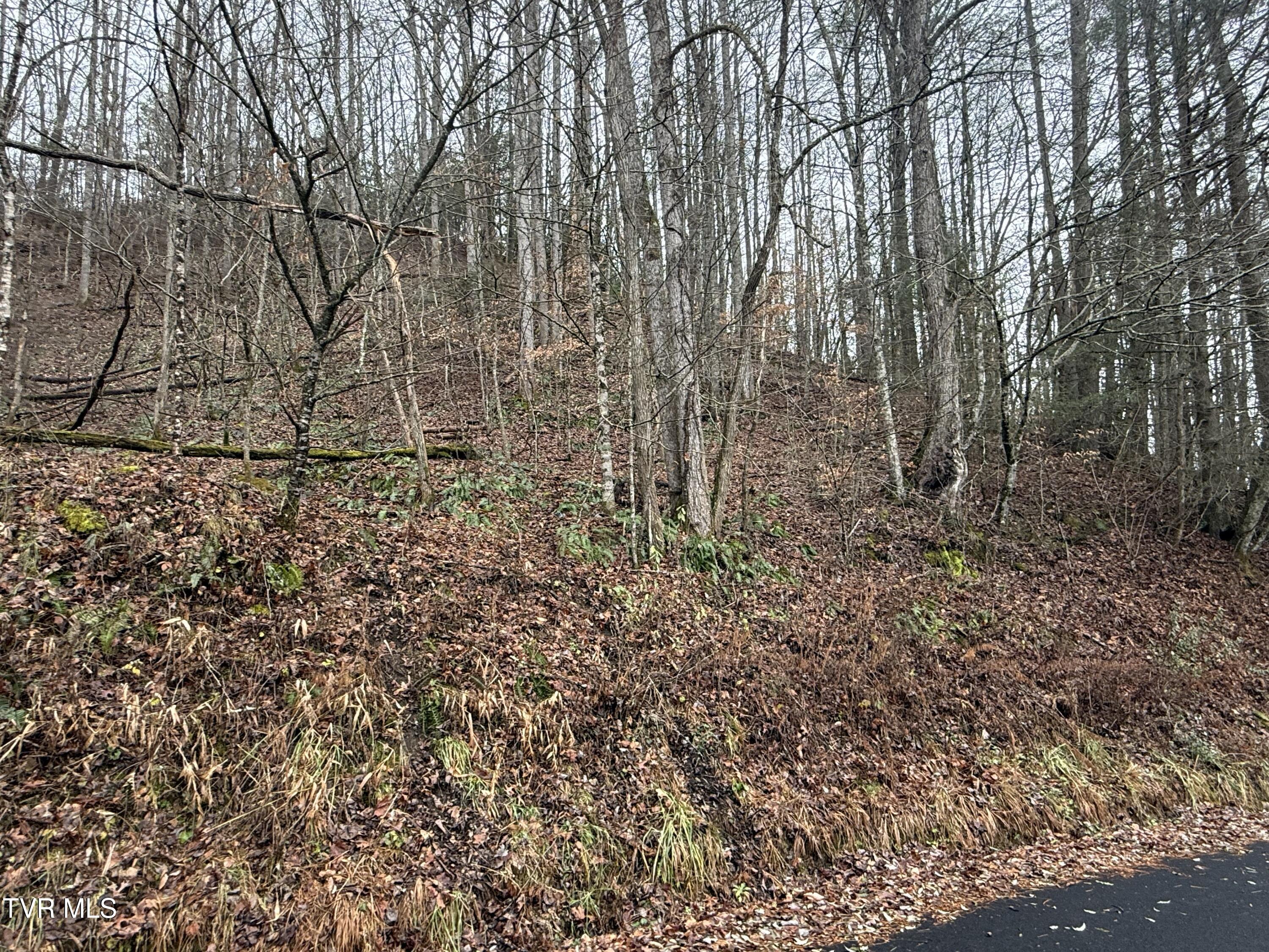 Tbd Tiger Creek Road Roan Mountain, TN 37687 - Photo 7 of 8 Photo Dec 17 2024, 1 50 29 PM