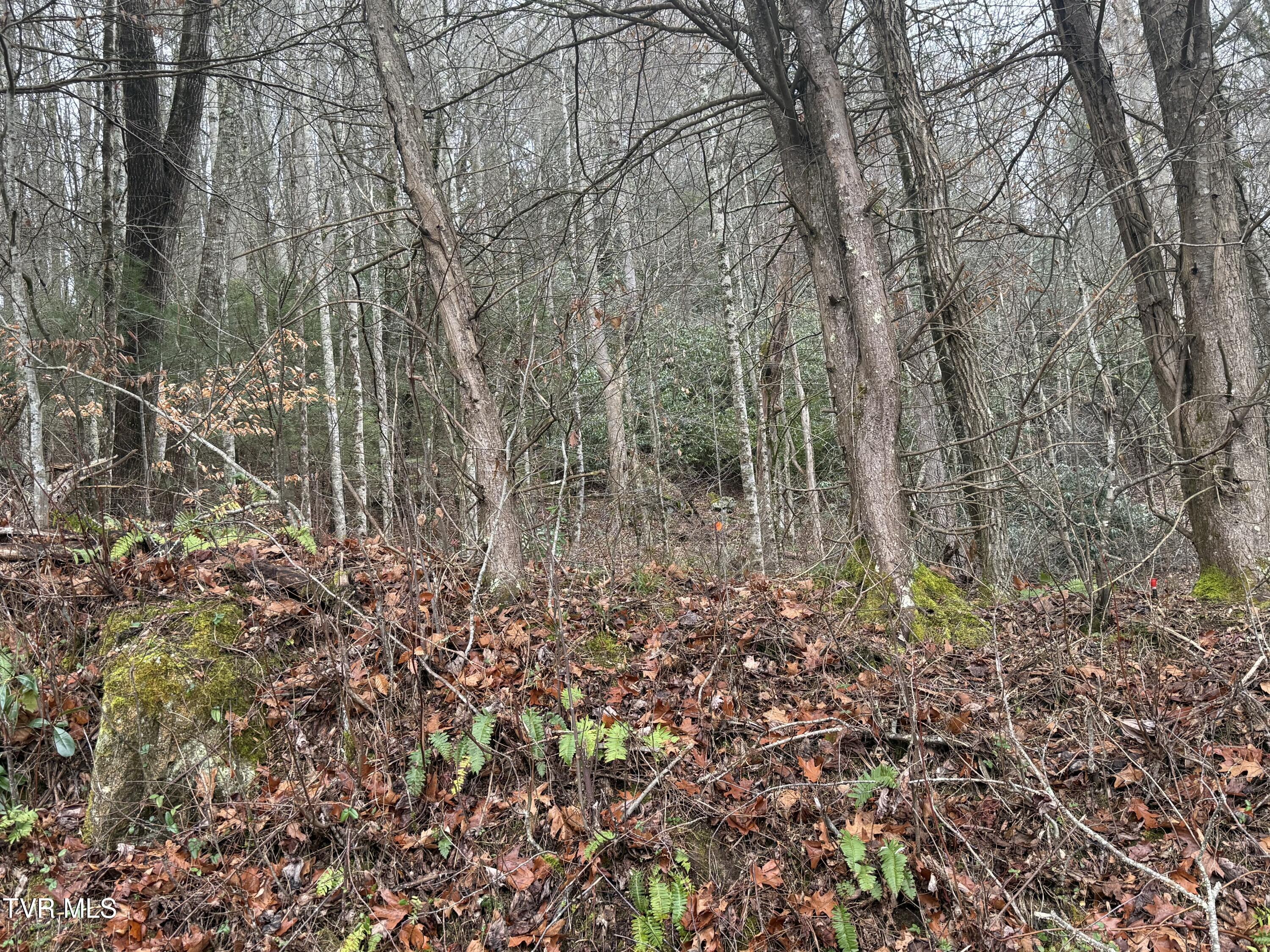 Tbd Tiger Creek Road Roan Mountain, TN 37687 - Photo 8 of 8 Photo Dec 17 2024, 1 51 12 PM