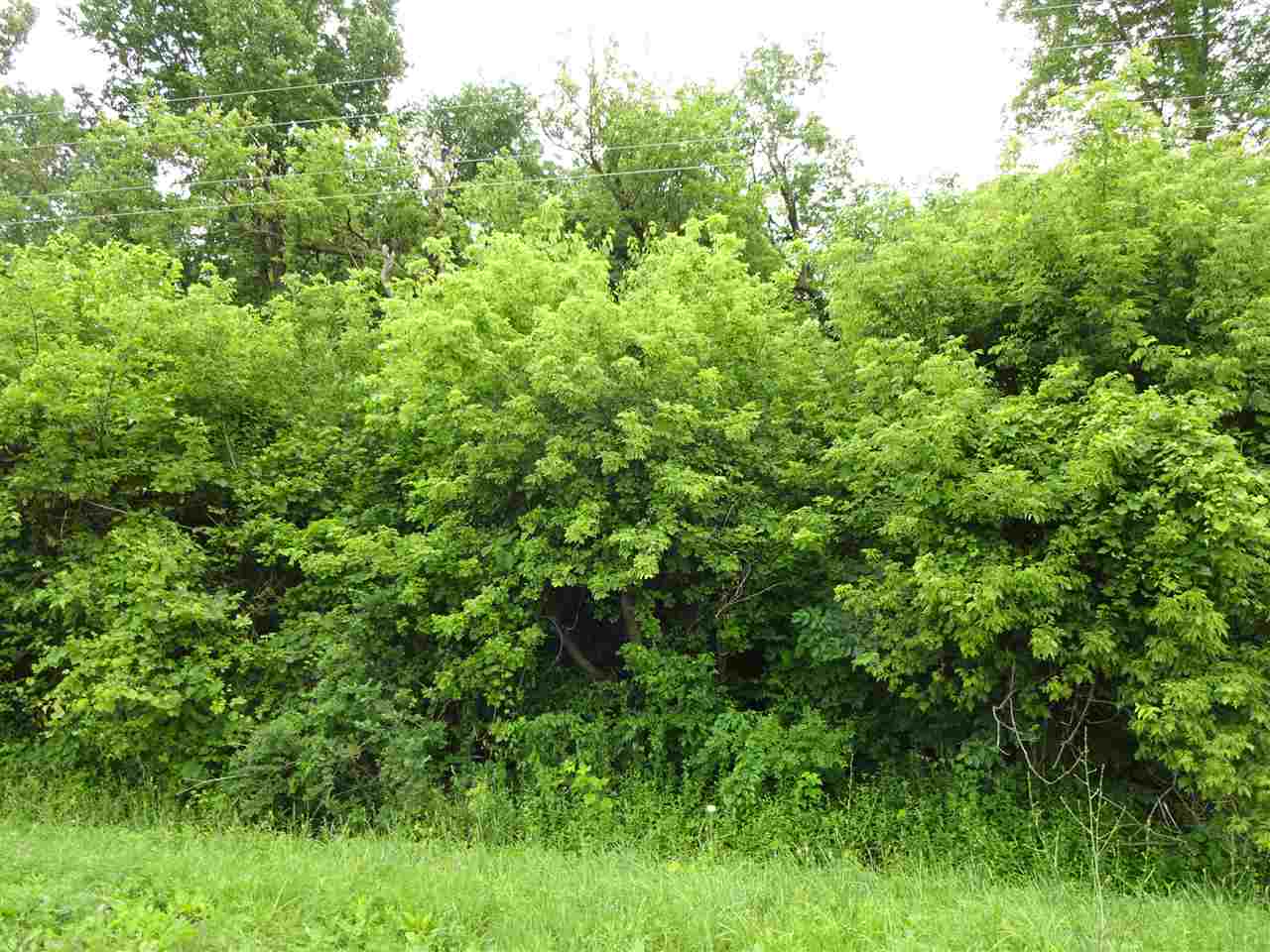 10325 Sumner Road Pecatonica, IL 61063 - Photo 2 of 4 a view of a lush green forest