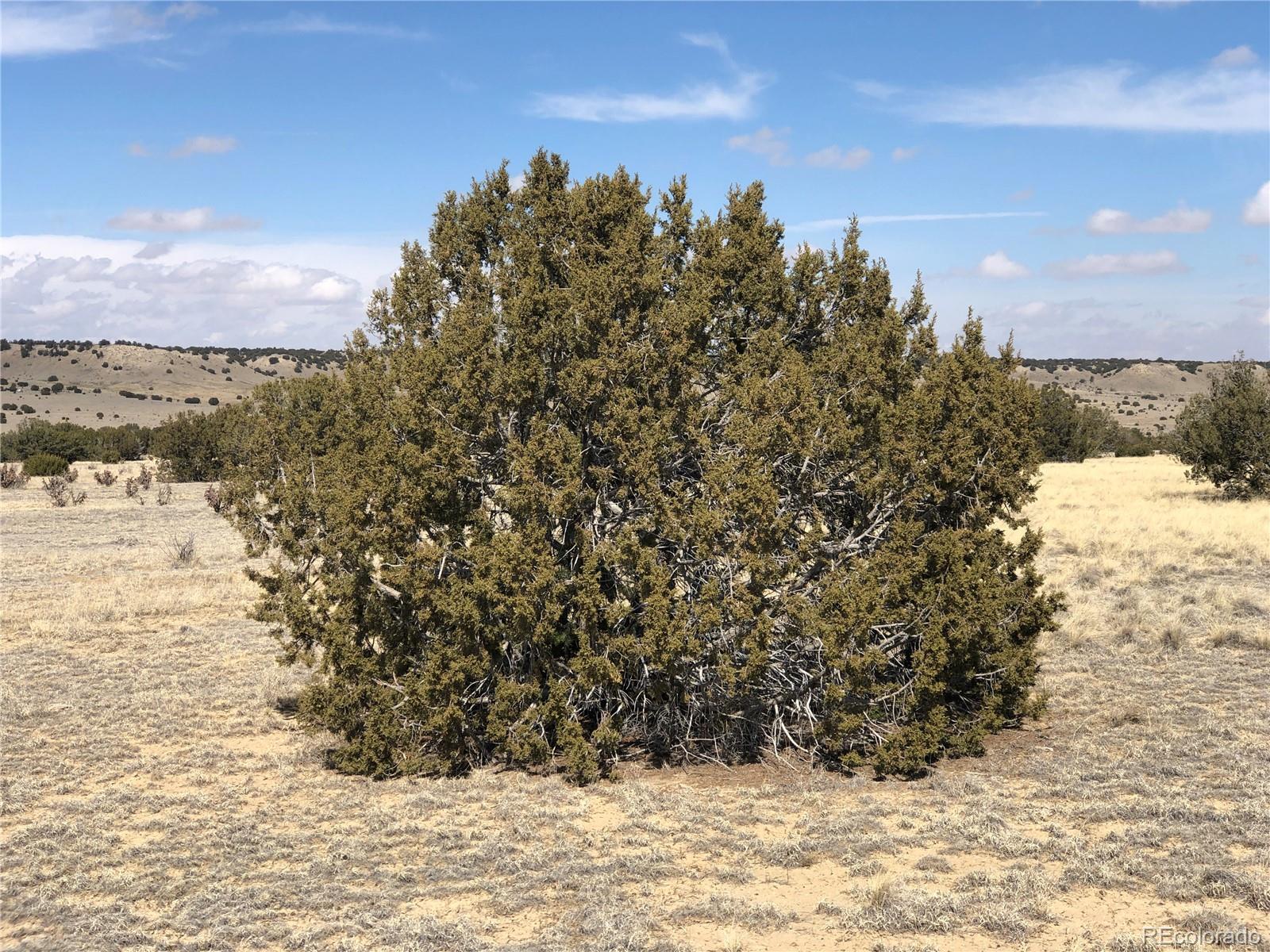 4-5 Longhorn Ranch Model, CO 81059 - Photo 13 of 18 a view of a yard covered with snow in front of building