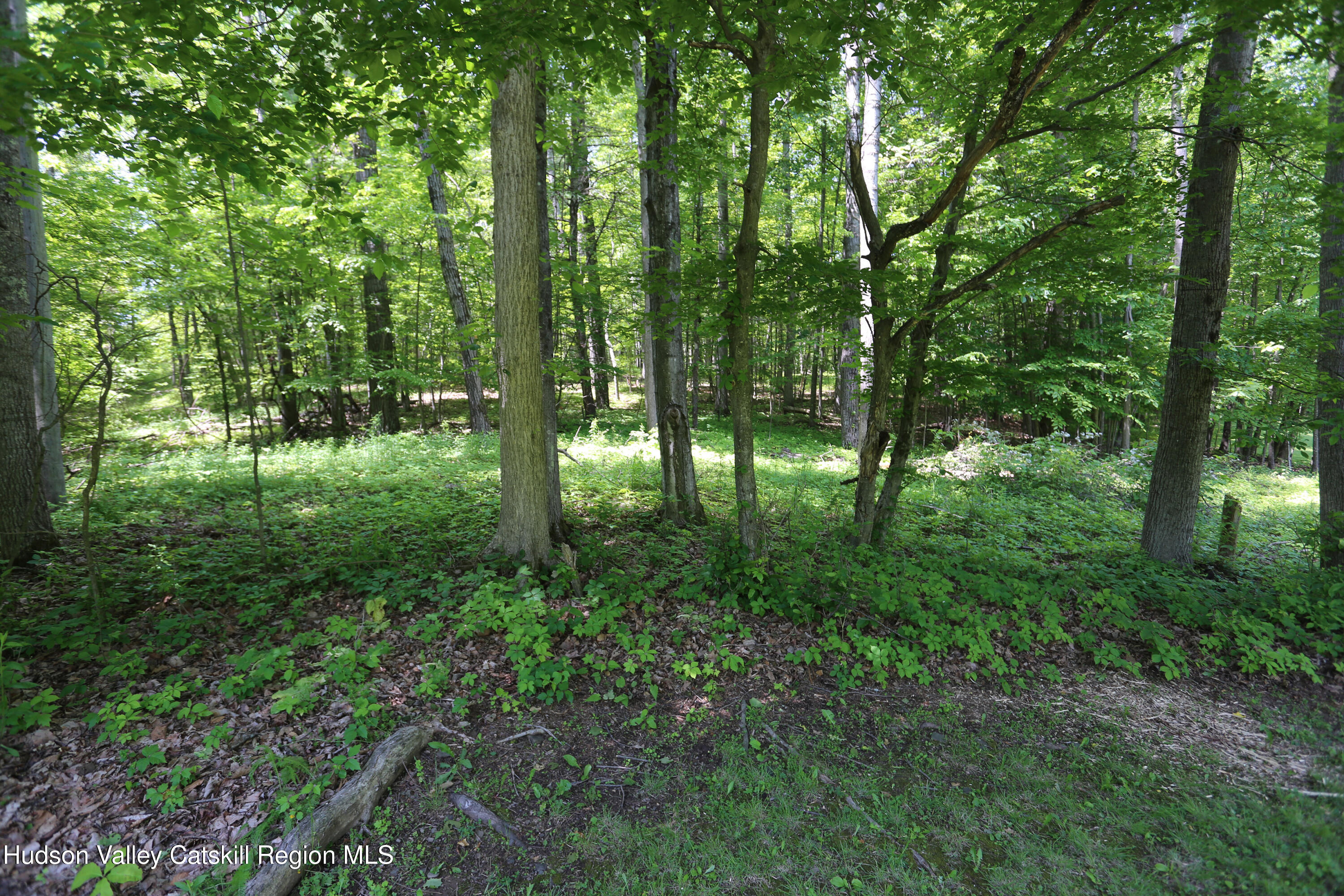 219 Edison Timmerman Road Cairo, NY 12413 - Photo 40 of 51 a view of outdoor space and trees
