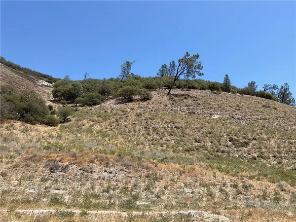a view of a dry yard with trees