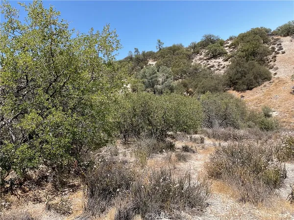 a view of a dry yard with trees