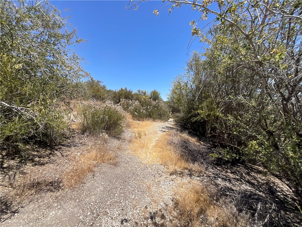 0 Martinez Road King City, CA 93930 - Photo 34 of 52 a view of a yard with a tree