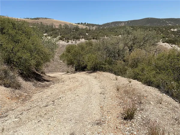 a view of a dry yard with trees