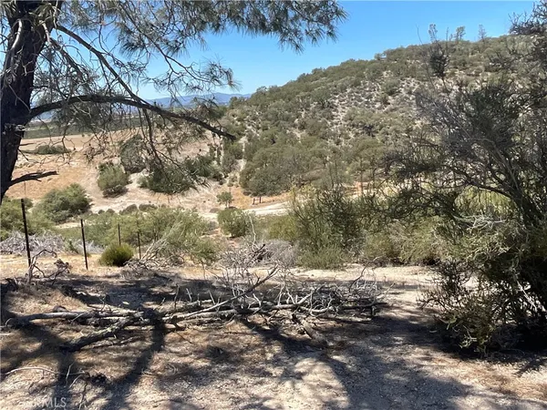 a view of a yard with a tree