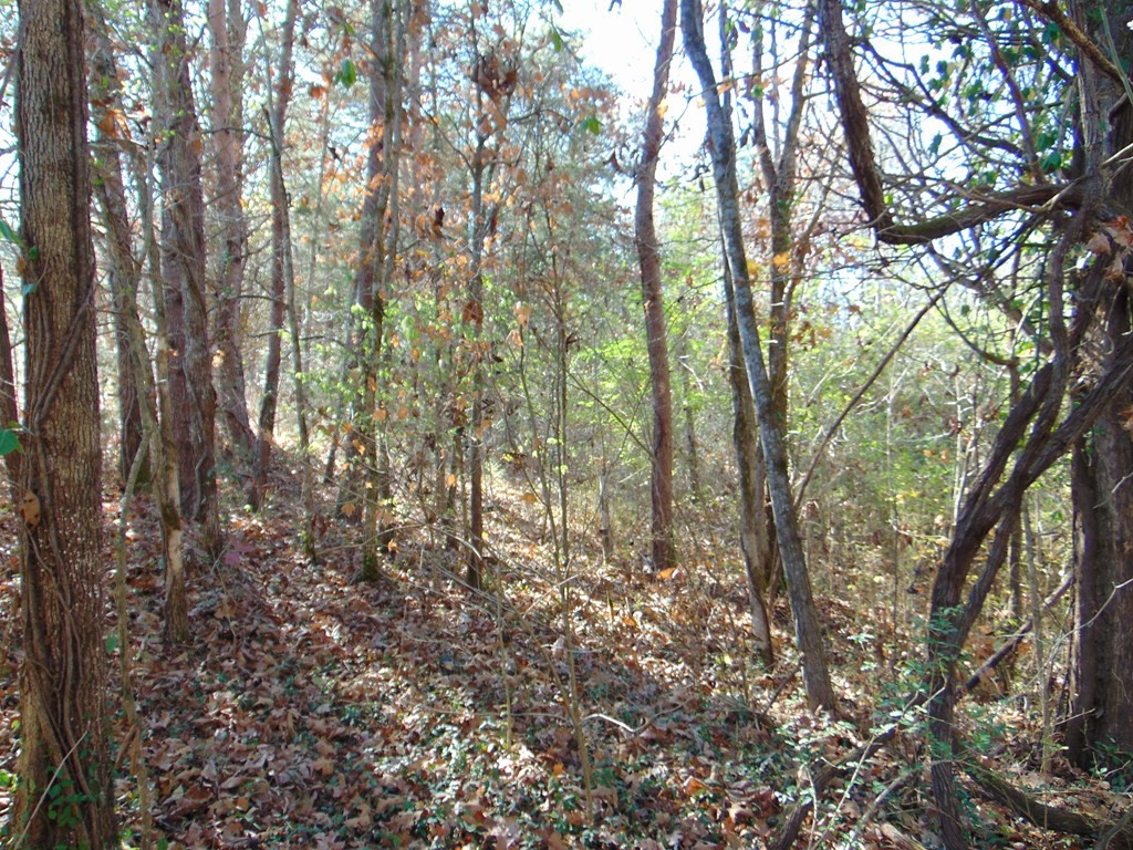 463 Co Road Englewood, TN 37329 - Photo 11 of 28