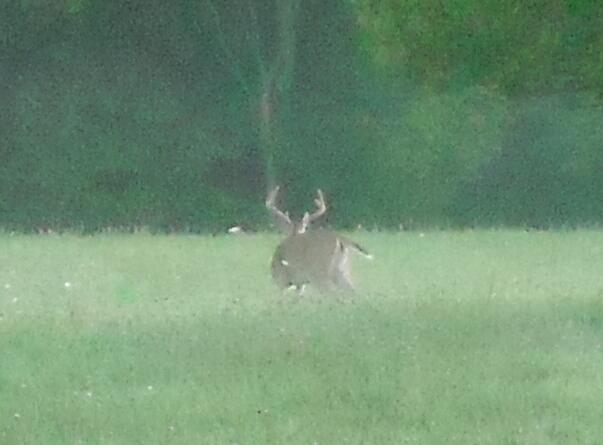 13399 Wing Road Bellevue, MI 49021 - Photo 75 of 77 Deer3