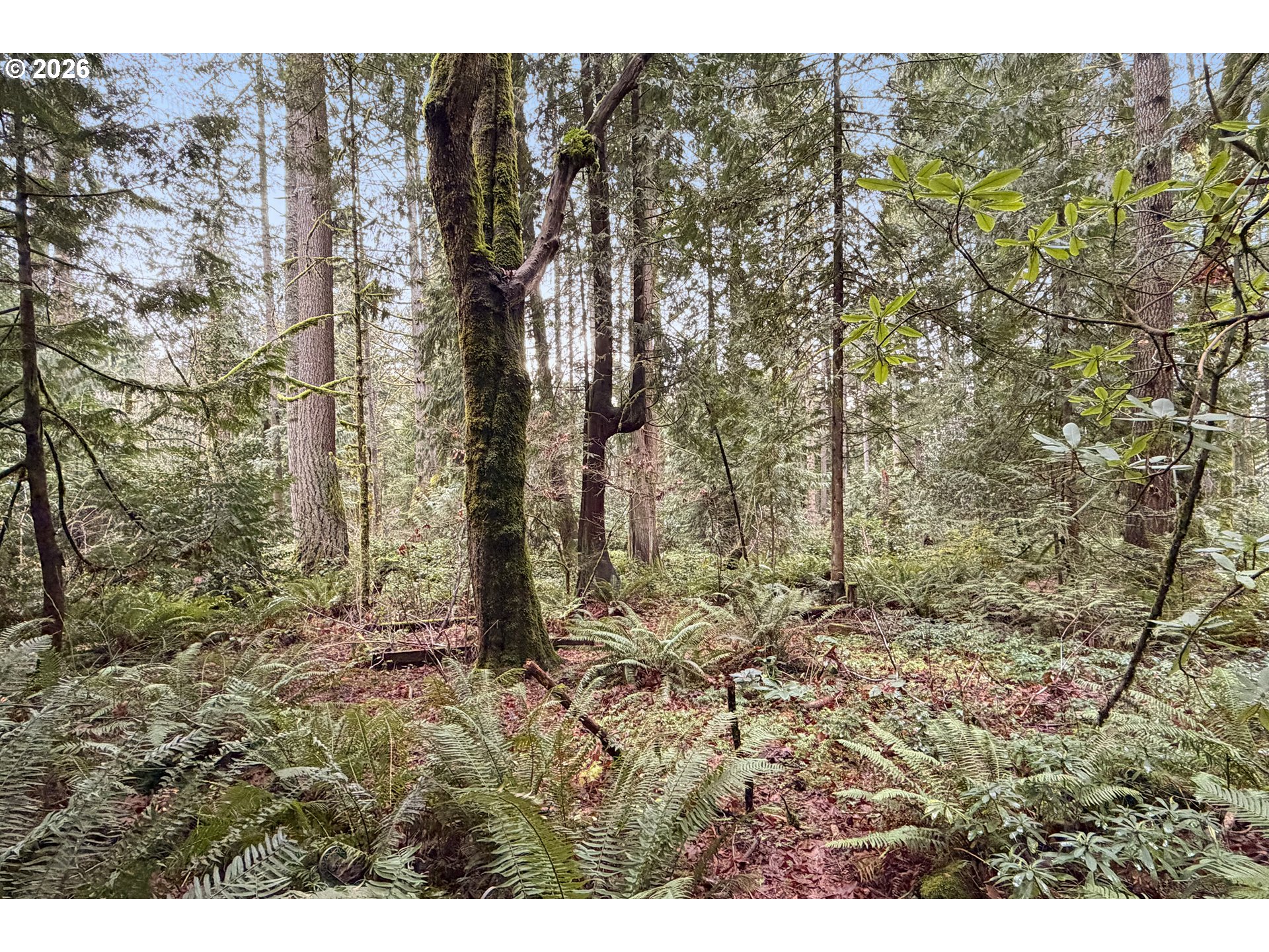 18031 Southeast 370th Avenue Sandy, OR 97055 - Photo 21 of 24 a view of outdoor space and garden
