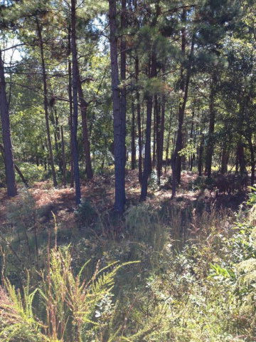Lot 555 Forest Bluff Road Aiken, SC 29803 - Photo 18 of 18 Gallery Image 18